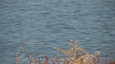 FloatingGeese Stock Footage 308532