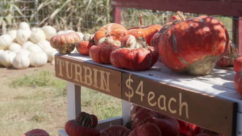 Floaty handheld shot of a cute pumpkin patch in the fall, autumn holiday concept Video stock 295606090