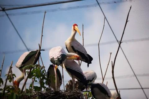 Flock 2 Stock Photos