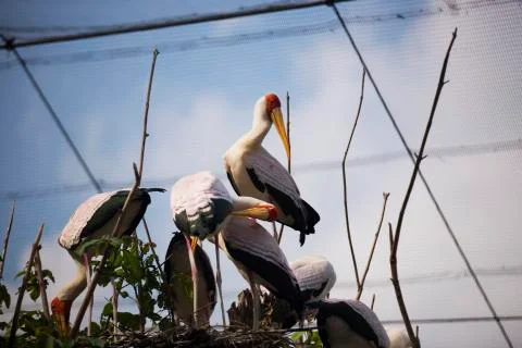 Flock 3 Stock Photos