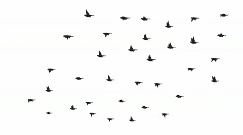 Flock of 35 Birds Stock After Effects