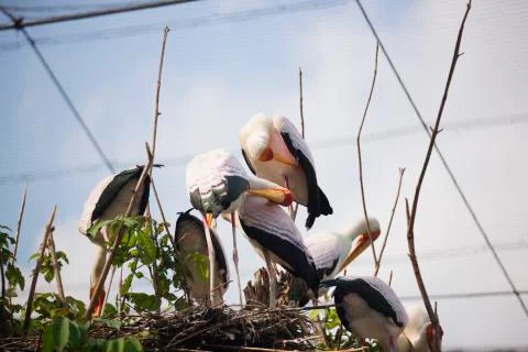 Flock 4  Stock Photos