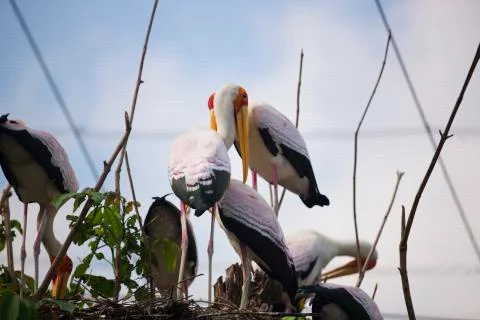 Flock 5  Stock Photos