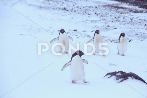 Flock of adelie penguins Stock Photos