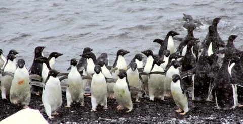Flock of adelie penguins Stock Photos