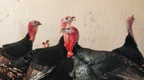Flock of adult turkey birds on a farm Stock Footage