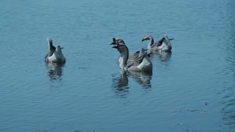 Flock of African Brown Goose swimming in pond Stock Footage 196295053