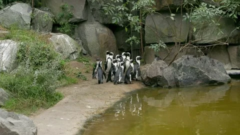 A flock of African penguins stomping around the water Video stock 163365734