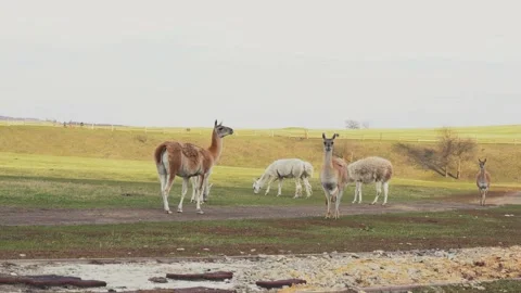 A flock of alpacas are walking in the field Stockbeeldmateriaal 165544078