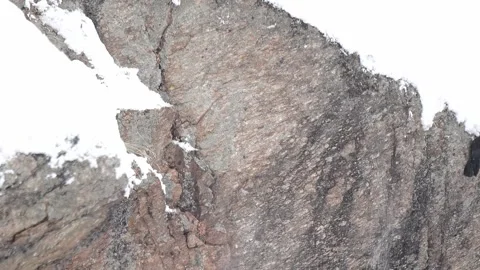 Flock of Alpine chough on alert under snowfall (Pyrrhocorax graculus) Video stock 330390077