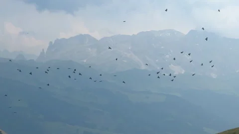Flock of alpine chough birds flying over dolomites mountains Stock Footage 341365968