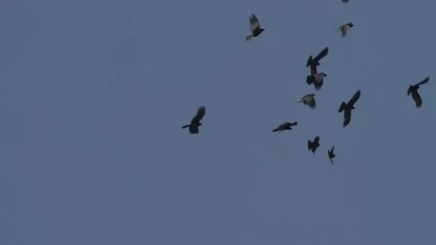 Flock of Alpine chough or yellow-billed chough bird in the Alps France Video stock 171178540