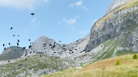 A flock of alpine choughs rises from a grassfield high in mountains of Slovenia. Stock Footage 168354792