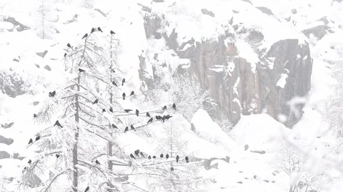 Flock of Alpine Cough under snowfall (Pyrrhocorax graculus) Video stock 330390310