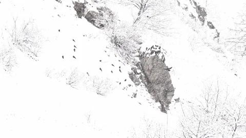 Flock of Alpine Cough under snowfall in the wild Alps (Pyrrhocorax graculus) Video stock 331290274