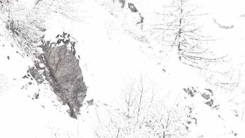 Flock of Alpine Cough under snowfall (Pyrrhocorax graculus) Video stock 331290289