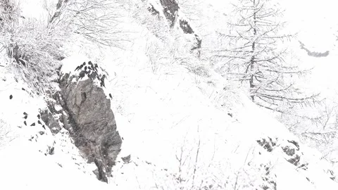 Flock of Alpine Cough under snowfall in the wild Alps (Pyrrhocorax graculus) Video stock 331290704