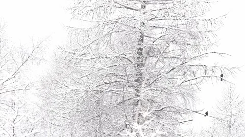 Flock of Alpine Cough under snowflakes (Pyrrhocorax graculus) Video stock 331289793