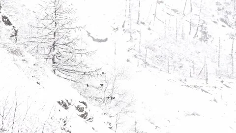 Flock of Alpine Cough under snowflakes (Pyrrhocorax graculus) Video stock 331292531