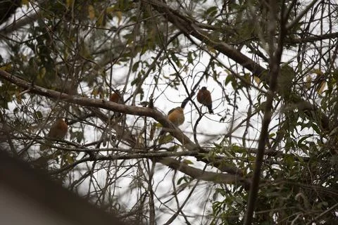Flock of American Robins Stock Photos