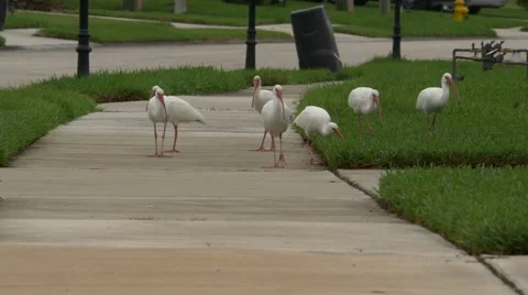 Flock of American White Ibis birds walk down the sidewalk, 4K Stock Footage 59171350