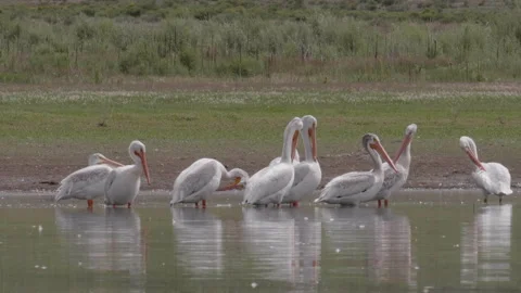 Flock of American White Pelicans at Eagle Nest Lake NM Stock Footage 137489195