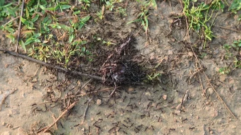 Flock of ants is eating a dead insect. Stock Footage 288435977