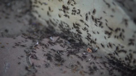 A flock of ants with wings attacks the house Stock Footage 113214344