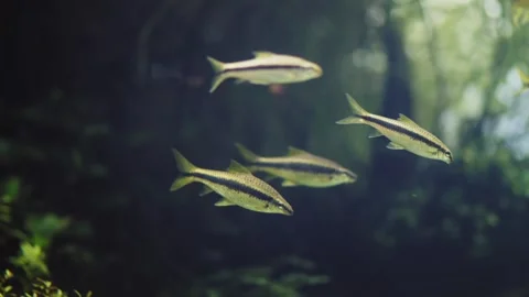 Flock of Aquarium fish Siamese algae eater in close-up in the tank. 動画素材 305230302