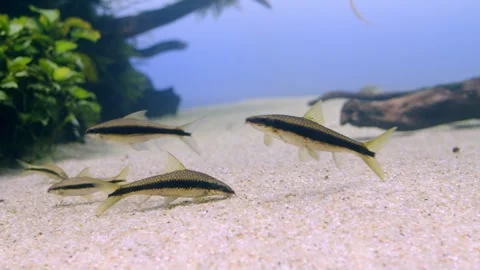 Flock of Aquarium  Siamese algae eater in close-up against the background o.. 動画素材 305230286