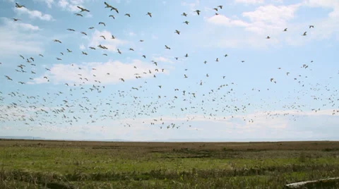 Flock of Arctic Geese Flying Overhead in Slow Motion Stock Footage 37447068