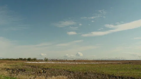 Flock of Arctic Geese Moving locations in a Marsh Stock Footage 37451600