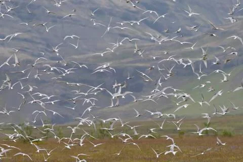 Flock of arctic stern in Iceland, Sterna paradisaea Stock Photos