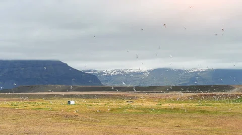 A flock of arctic tern on background of mountains of Iceland Stock Footage 68010814