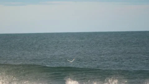 Flock of Arctic Tern bird or Kria bird flying hover and foraging fish over su Stock Footage 222137105
