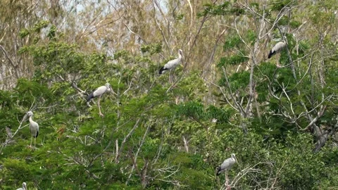 Flock of Asian Openbill storks perching on leafy branches in dense Stock Footage 271477678