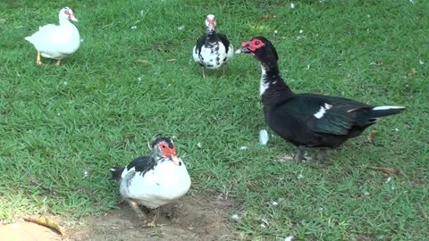 A flock of assorted domestic big ducks on the grass of an outdoor park. Stock Footage 323090676