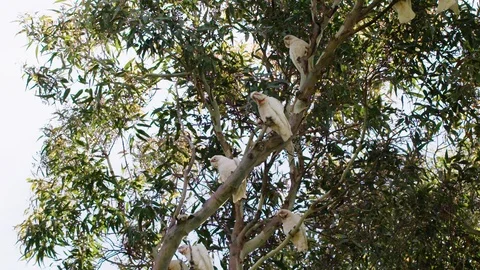 Flock of Australian Long Billed Corellas gathering in a gum tree. Stock Footage 87863606