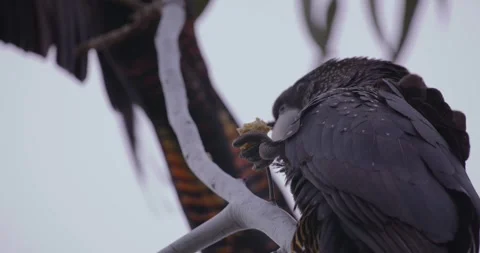 Flock of Australian Red tail Black Cockatoos feeding on gum nuts Stock Footage 283534506