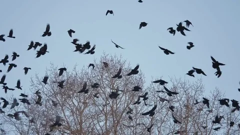 Flock of autumn birds taking off from a tree, a flock of crows black bird dry Vídeo Stock 81471078