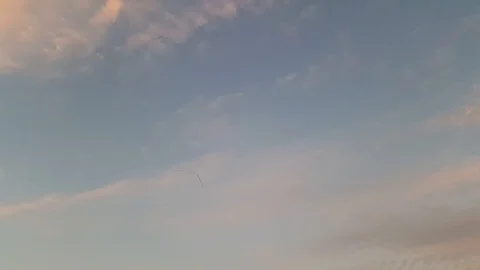 Flock in autumn Stock Footage 113336791