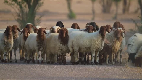 Flock of Awassi Sheep Standing on a Desert Road in the Evening Haze 4K 스톡 동영상 347969191