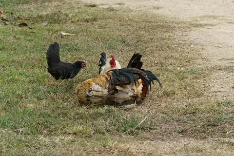 A flock of bantam chickens that feed on insects in the garden. Stock Photos