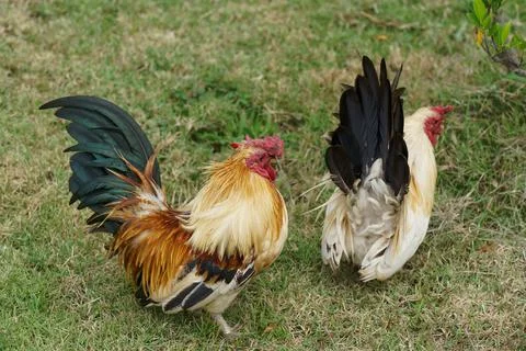 A flock of bantam chickens that feed on insects in the garden. Stock Photos