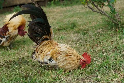 A flock of bantam chickens that feed on insects in the garden. Stock Photos