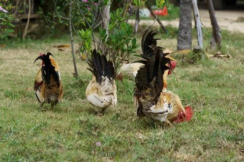 A flock of bantam chickens that feed on insects in the garden. Stock Photos