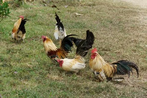 A flock of bantam chickens that feed on insects in the garden. Stock Photos