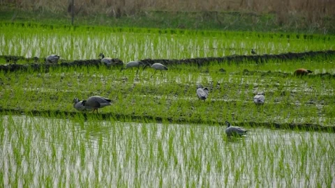 Flock of bar - headed geese Stock Footage 330150786