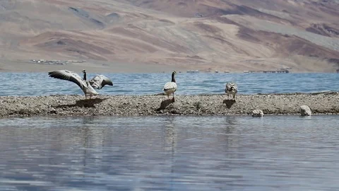 Flock of bar headed geese on the small island like formation in pangong lake Stockbeeldmateriaal 121945651
