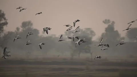 Flock of Bar headed goose flying  Stock Footage 148818655